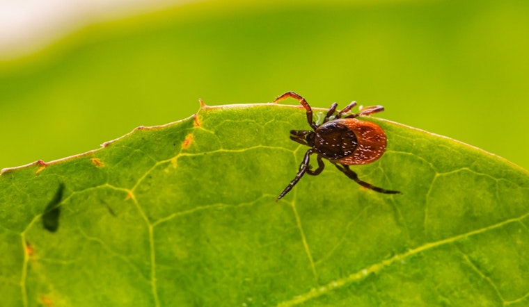 Ticks and Skeeters Creep Across NYC, Raising Fears of a Summer of Bites