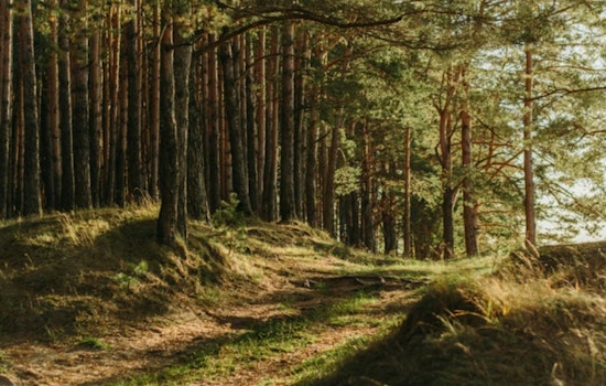 Timber Cash Dries Up, Rural Washington Schools Get Axed