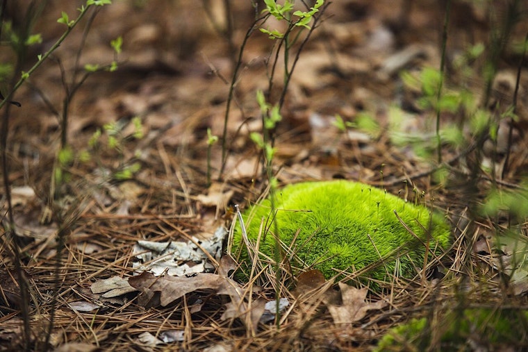 Tiny Clump of Moss Busts Burr Oak Cemetery Grave Scam