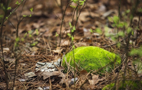 Tiny Clump of Moss Busts Burr Oak Cemetery Grave Scam
