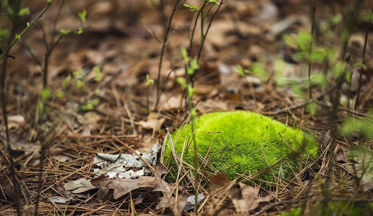 Tiny Clump of Moss Busts Burr Oak Cemetery Grave Scam