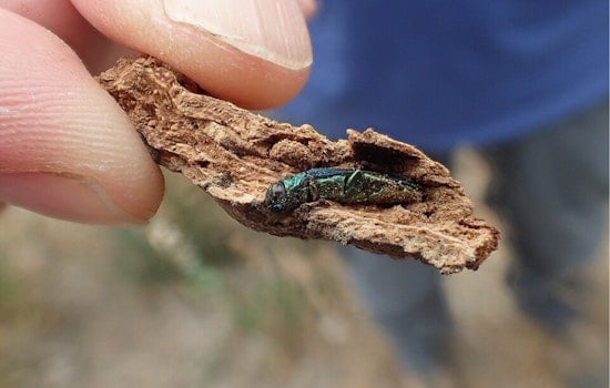 Tiny Tree Killer Creeps Into Wagoner County, Puts Ashes on the Line