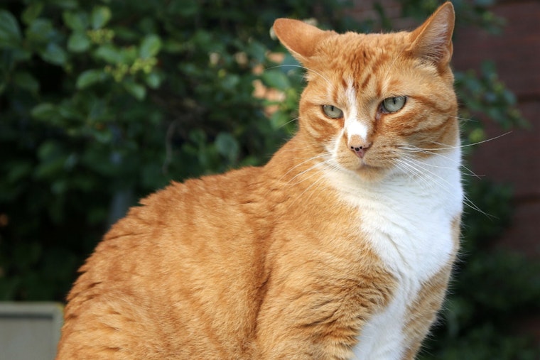Tough Long Island Kitty Cheats Death On LIRR Tracks