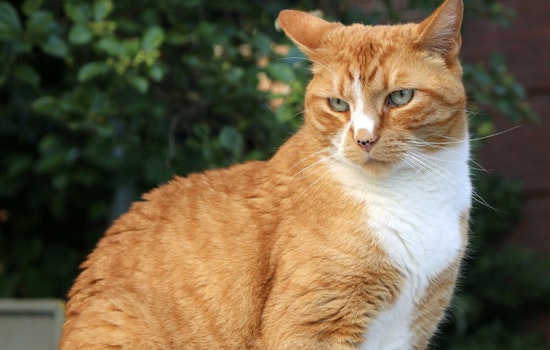 Tough Long Island Kitty Cheats Death On LIRR Tracks