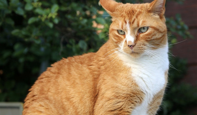 Tough Long Island Kitty Cheats Death On LIRR Tracks