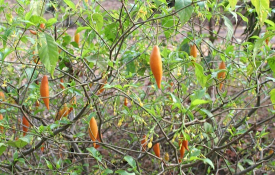 Trump's Psychedelic Power Play: White House Races To Boost Ibogaine Research