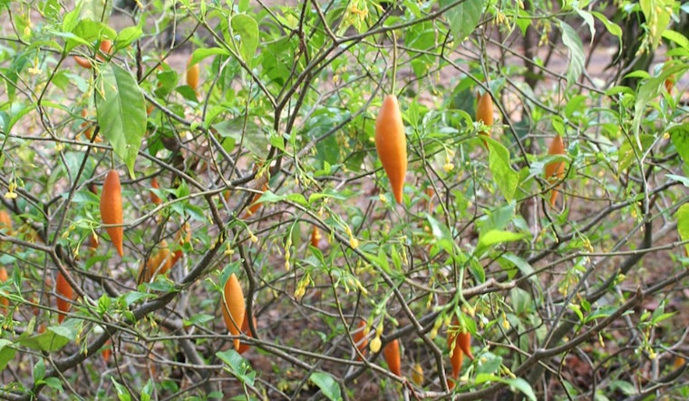 Trump's Psychedelic Power Play: White House Races To Boost Ibogaine Research