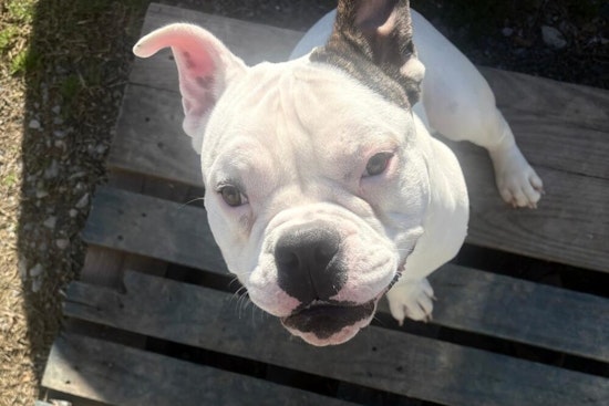 Tunica Pup Major Shot Outside Home As Deputies Hunt Mysterious Pickup