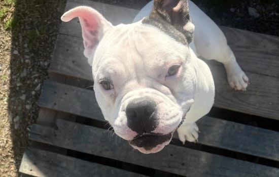 Tunica Pup Major Shot Outside Home As Deputies Hunt Mysterious Pickup