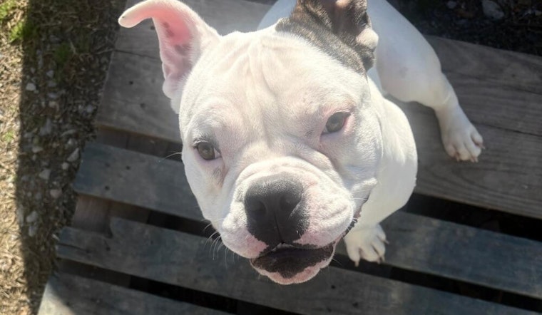 Tunica Pup Major Shot Outside Home As Deputies Hunt Mysterious Pickup