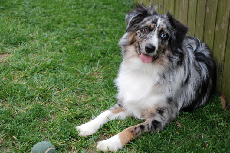 Umatilla Cancer Patient Duped Out of $4K in Heartless Puppy Scam