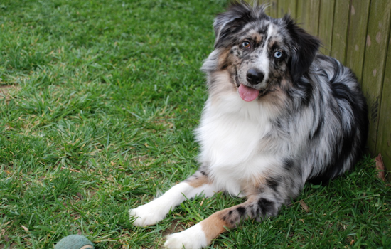 Umatilla Cancer Patient Duped Out of $4K in Heartless Puppy Scam