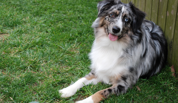 Umatilla Cancer Patient Duped Out of $4K in Heartless Puppy Scam
