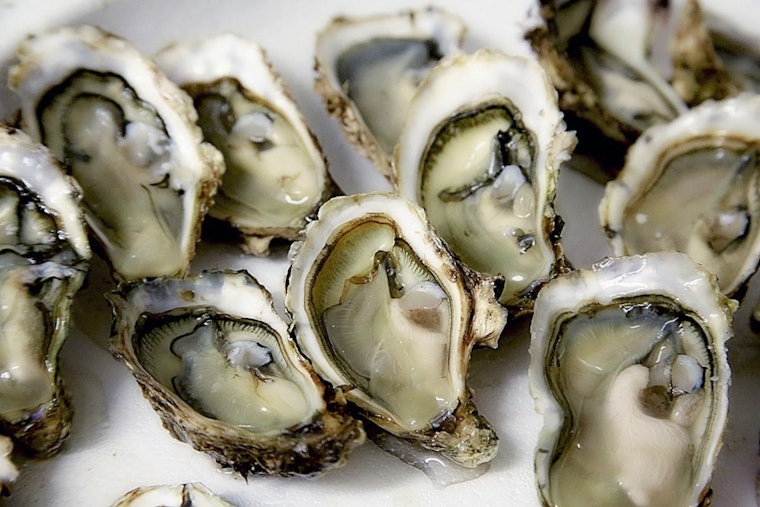 UNC Study Says N.C. Oyster Reefs Are Nitrogen Gold Mines