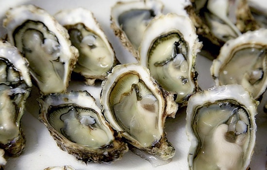 UNC Study Says N.C. Oyster Reefs Are Nitrogen Gold Mines