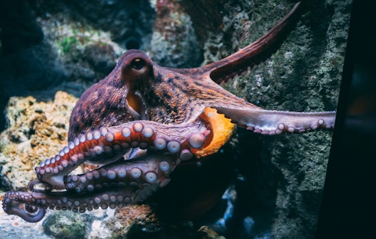 Vancouver Island’s Monster ‘Kraken’ May Have Ruled The Cretaceous Seas