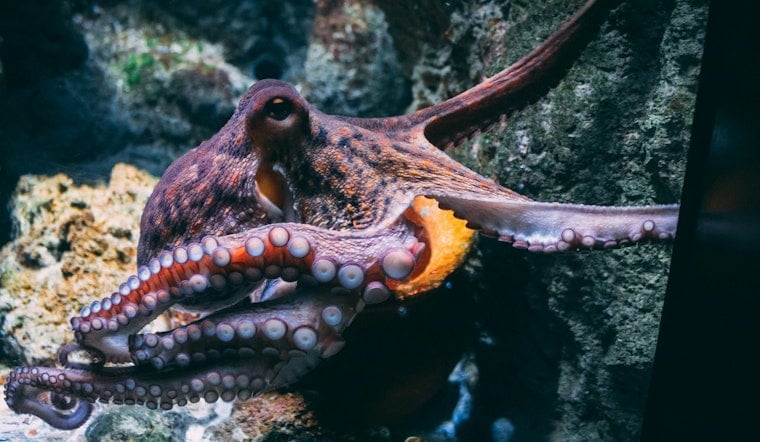 Vancouver Island’s Monster ‘Kraken’ May Have Ruled The Cretaceous Seas