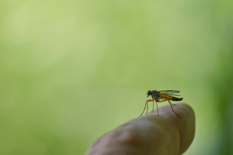 Vegas Gets Eaten Alive As Mosquito Season Crashes The Party Early