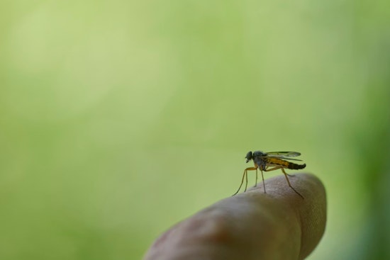 Vegas Gets Eaten Alive As Mosquito Season Crashes The Party Early