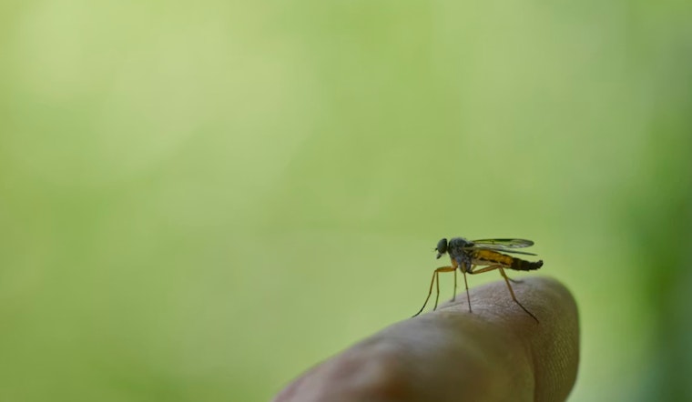 Vegas Gets Eaten Alive As Mosquito Season Crashes The Party Early