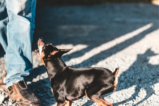 Viral-Style Leash Yanks Jolt El Paso, Put Dog Owners On Notice
