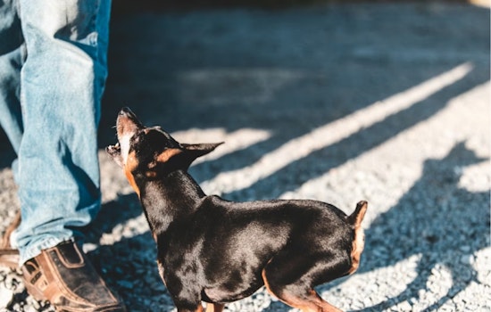 Viral-Style Leash Yanks Jolt El Paso, Put Dog Owners On Notice