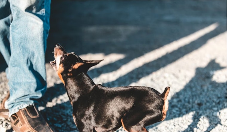 Viral-Style Leash Yanks Jolt El Paso, Put Dog Owners On Notice