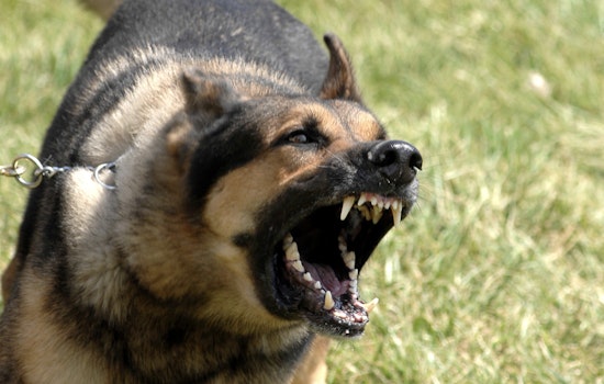 Waimanalo Street Erupts As Officer Fires At Attacking Dog