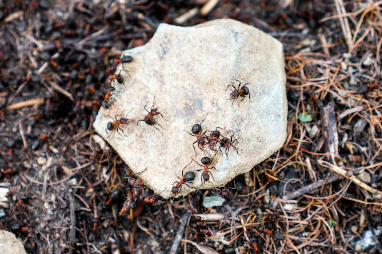 Ant Armies Lay Siege to Wendell Park as Town Unleashes Project Antenna