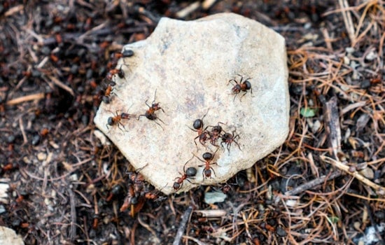 Ant Armies Lay Siege to Wendell Park as Town Unleashes Project Antenna