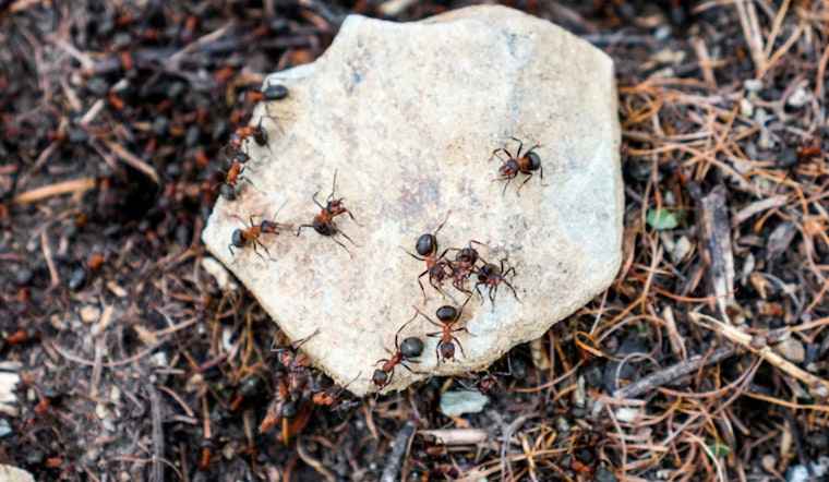 Ant Armies Lay Siege to Wendell Park as Town Unleashes Project Antenna