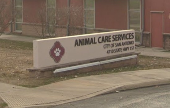 West Side Dog House Of Horrors Leaves City Shelter Begging For Fosters