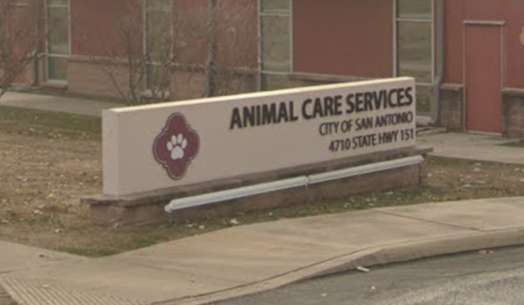 West Side Dog House Of Horrors Leaves City Shelter Begging For Fosters