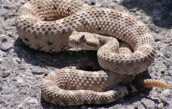 Whistle And A Text Save Montecito Hiker After Rattlesnake Strike On Buena Vista Trail