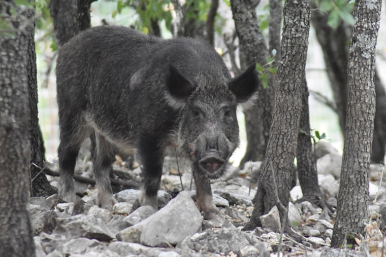 Wild Hog Siege Rips Up Katy Lawns As Trappers Race To Corral Night Raiders