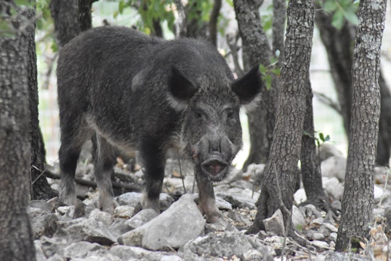 Wild Hog Siege Rips Up Katy Lawns As Trappers Race To Corral Night Raiders