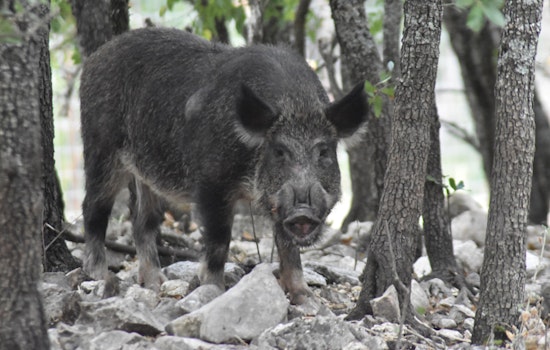 Wild Hog Siege Rips Up Katy Lawns As Trappers Race To Corral Night Raiders