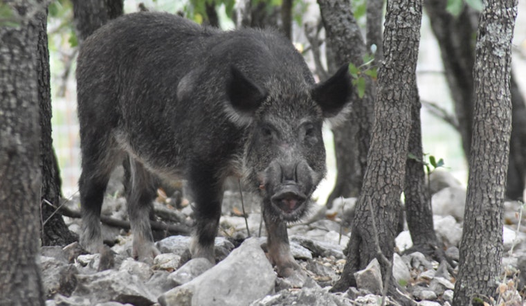 Wild Hog Siege Rips Up Katy Lawns As Trappers Race To Corral Night Raiders