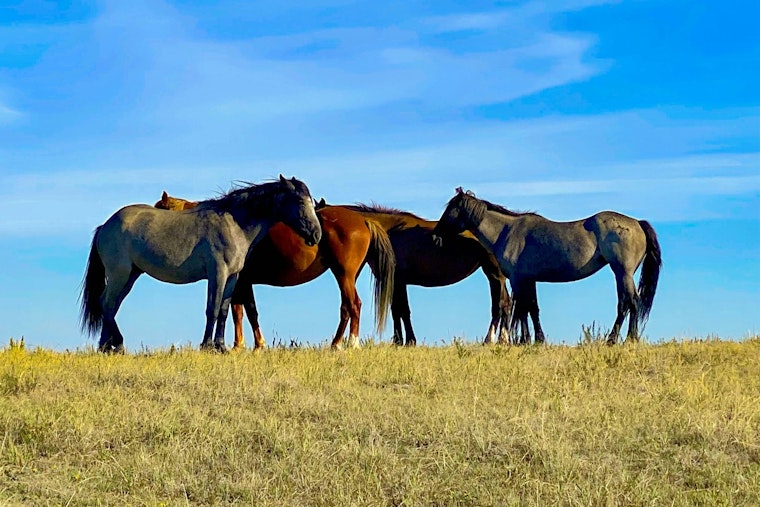Wild Horse Crisis On Shackleford Banks As Starvation Takes Grim Toll
