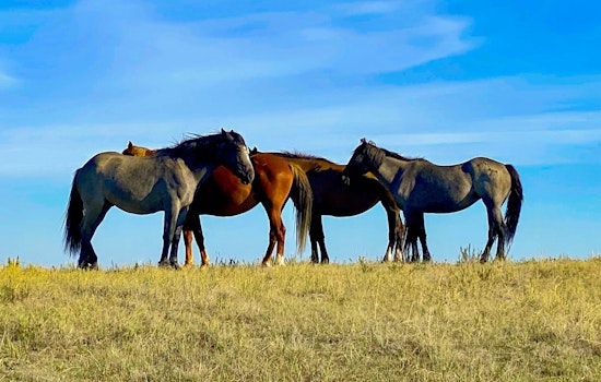 Wild Horse Crisis On Shackleford Banks As Starvation Takes Grim Toll