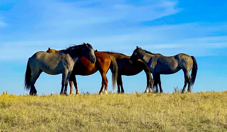 Wild Horse Crisis On Shackleford Banks As Starvation Takes Grim Toll