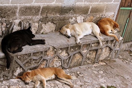 Will County Offers $5,000 Reward After Dogs Killed