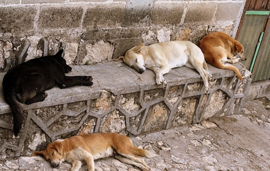 Will County Offers $5,000 Reward After Dogs Killed