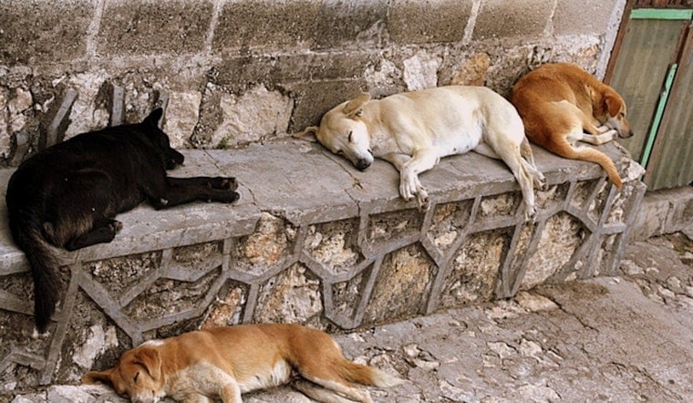 Will County Offers $5,000 Reward After Dogs Killed