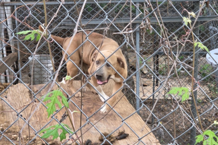 Windfern Road 'House of Horrors' as Deputies Find Starving Dog, Dead Chickens