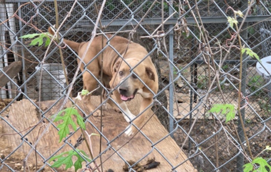 Windfern Road 'House of Horrors' as Deputies Find Starving Dog, Dead Chickens