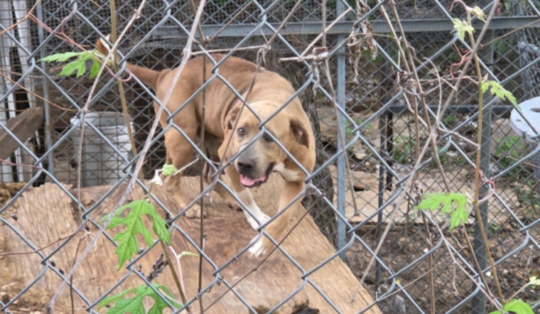 Windfern Road 'House of Horrors' as Deputies Find Starving Dog, Dead Chickens