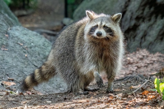 Woodstock Man Goes Bare-Handed on Rampaging Raccoon to Save His Dog