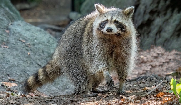 Woodstock Man Goes Bare-Handed on Rampaging Raccoon to Save His Dog