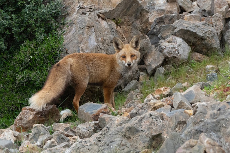 Worcester Block On Edge After Early Morning Fox Attack